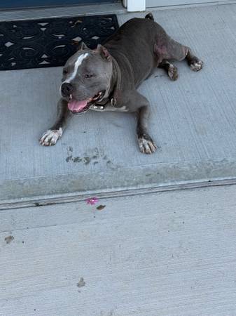 Femlae bully found (Houston)63859317826179121