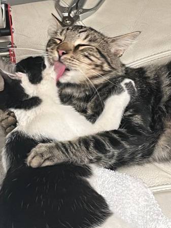 Kitten up for adoption MALE 1