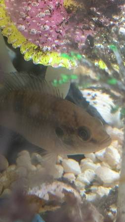 Aquarium fish tank stuff 1