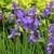 PERENNIALS - Fall Planting 13 thumbnail