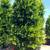 Fruitless Olive Trees - Swan Hill & Majestic Beauty 7 thumbnail