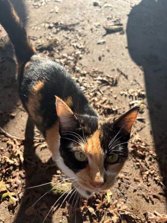Calico needing home! 1