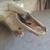 American Bison Buffalo Skull with a 13 inch wide horn spread 3 thumbnail