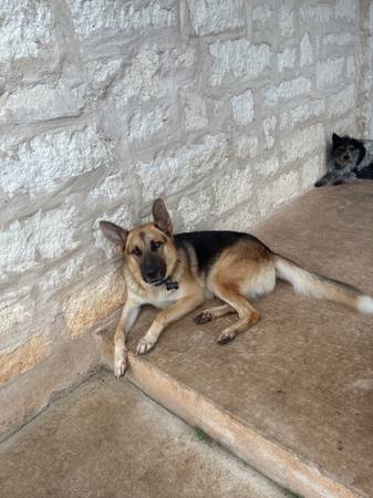 Rehome German Shepherd63839343460353120