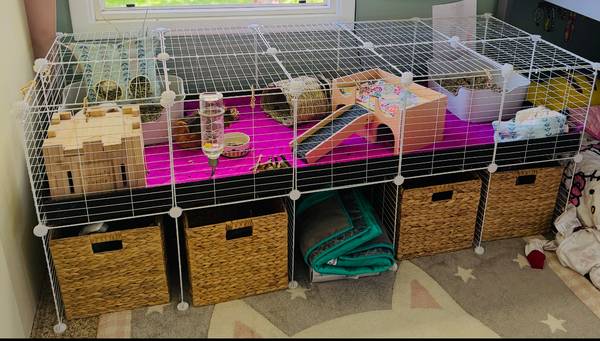 Guinea Pig Girls63697490401537120