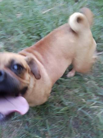 Pug mix female (Ripley Ms)63748491604995121