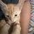 Rehoming Baby Kittens 4 thumbnail