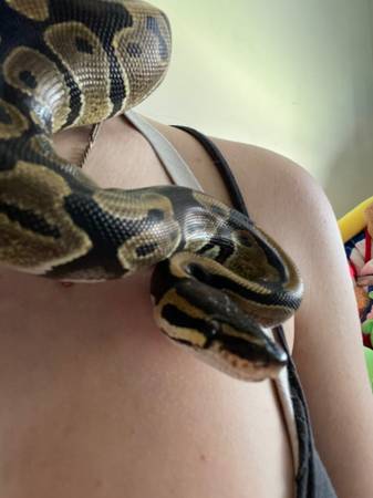 Ball Python - Bob Marley (Derby)64312248804738120