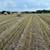 Fertilize Sudan 4 x 5 1/2 net wrapped $85 delivered 2 thumbnail