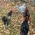 Isa Brown Laying Hens and Roosters 7 thumbnail