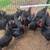 Chickens 3 thumbnail