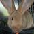 Pure Flemish Giant Doe Rabbit 2 thumbnail