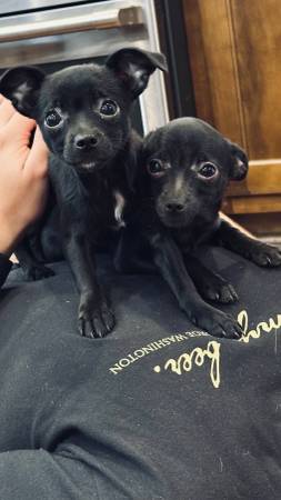 2 Chihuahua puppies (Huntsville)64151733933442122