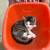 FREE 9 week old kittens FREE 1 thumbnail