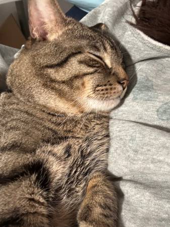 Free cat grooming (Downtown)63950515882755123