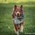 Pet Pics! Pet Portrait & Action Shot Photography 4 thumbnail