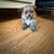 Russian Pomeranian 5 thumbnail