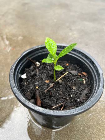 Tangerine 🍊 Plant - $1663470802472835122