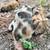 Friendly mini pig 3 thumbnail