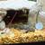 Bristle-Nosed Plecos 1 thumbnail