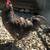 Blue Ameraucana rooster 1 thumbnail