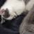 2 kittens looking for there furever home 4 thumbnail