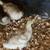 Sebastopol Goslings (Geese Babies) 2M/3F 17 thumbnail