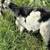 billy goat 2 thumbnail