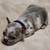 Rehoming French bulldog puppies 4 thumbnail