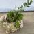 Various succulents in a cute resin rabbit planter 3 thumbnail
