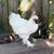Silkie Roosters 1 thumbnail