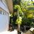 Madagascar Palm ///// PACHYPODIUM lamerei 12 thumbnail