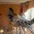 Chickens 4 thumbnail