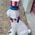 LARGE PATRIOTIC DOG 2 thumbnail