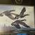 Famous Wildlife prints - $45 (Plymouth) 17 thumbnail