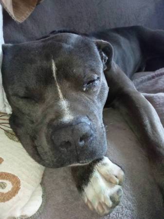 *****Blue nose American Pitbull - cachorro de 2 años (Venice)63867198095491120