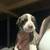BEAUTIFUL STAFFORDSHIRE PIT!!! 1 thumbnail