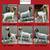 FFA/4H SHOW GOAT PROJECTS RISING VALLEY LIVESTOCK 2 thumbnail
