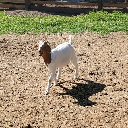 Boer Doe’s 1