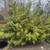 Large Beautiful Evergreen Landscaping Plants - 4 Total 1 thumbnail