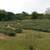 Weed eater service high grass/weeds cut it down 11 thumbnail