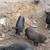 Piglet 3 thumbnail