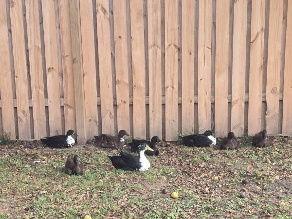Ducks (Pleasanton)63903109837826120