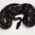 Clown het pied/ freeway/ leopard het clown / blackhead leopard 7 thumbnail