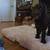 Goldendoodle pups 7 thumbnail