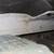 2001-07 Ford Escape Southern Rust Free Hatch WHITE 10 thumbnail