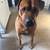 Rhodesian Ridgeback Mix 1 thumbnail