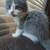 Fluffy female kitten 1 thumbnail