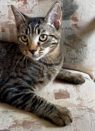 Gatito macho rescatado, castrado y vacunado: podemos entregar (berkeley norte / colinas)63836592237571121