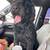 Black Russian Terrier 1 thumbnail